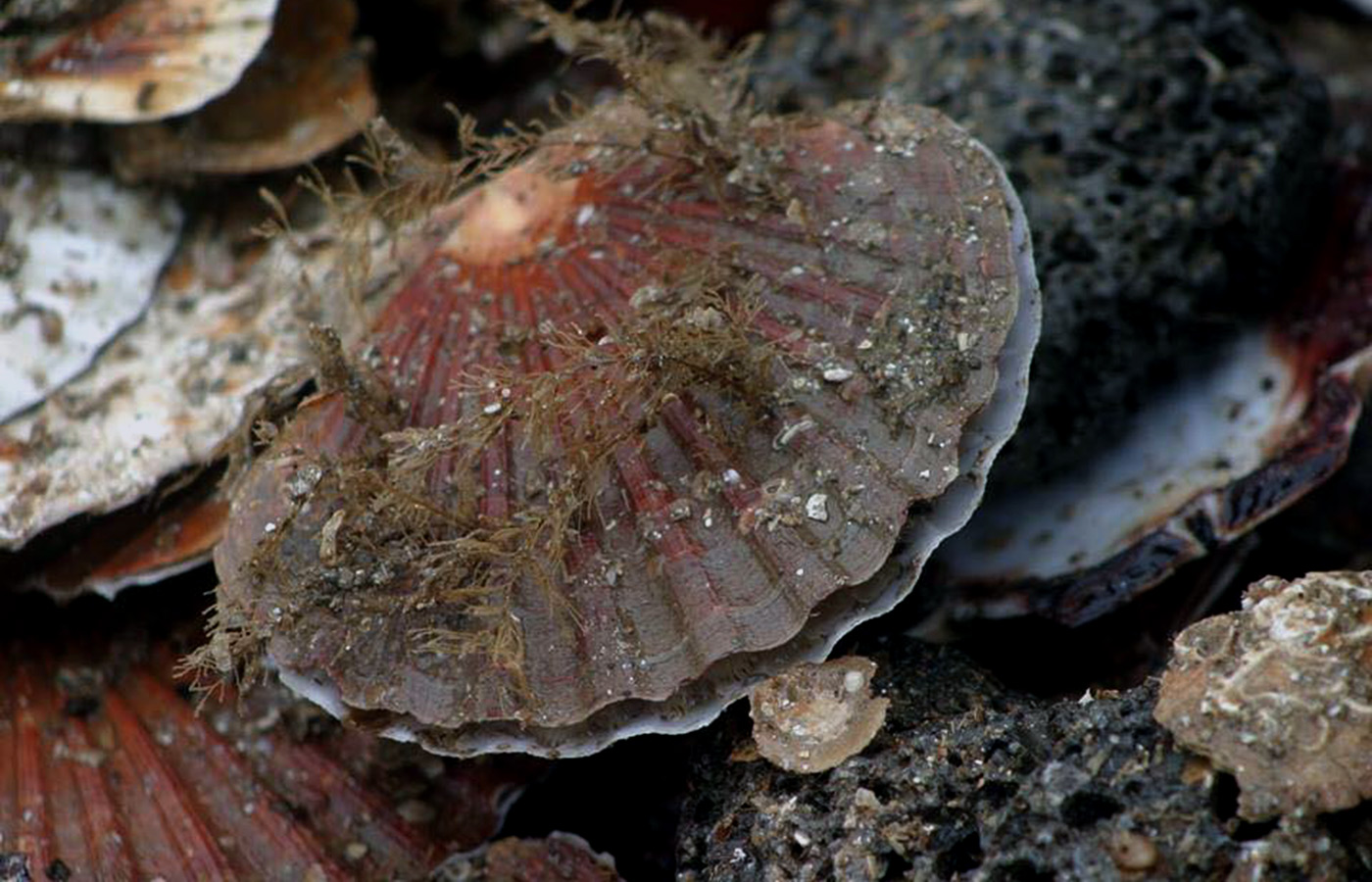 more-seafood-slider-shell