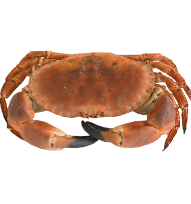 product-browncrab