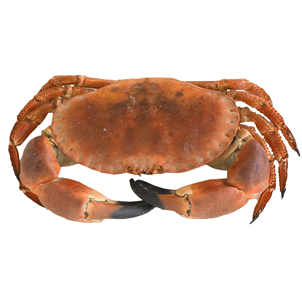 product-browncrab