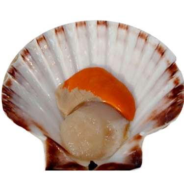 product-scallop